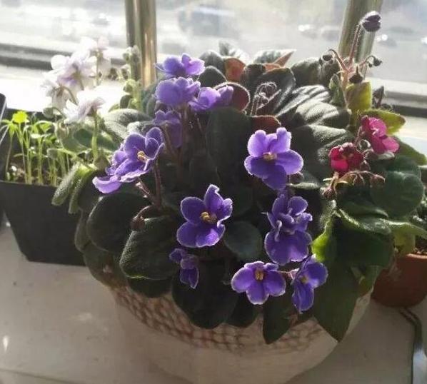 养花懒人绿植,懒人养花推荐花香四季开