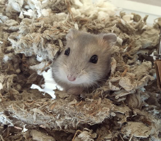 紫仓拒吃高价鼠粮，从小挑食愁坏主人，明白4点原因才能纠正