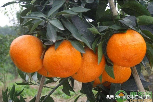 柑橘叶片异常脱落是什么原因?会造成哪些危害?