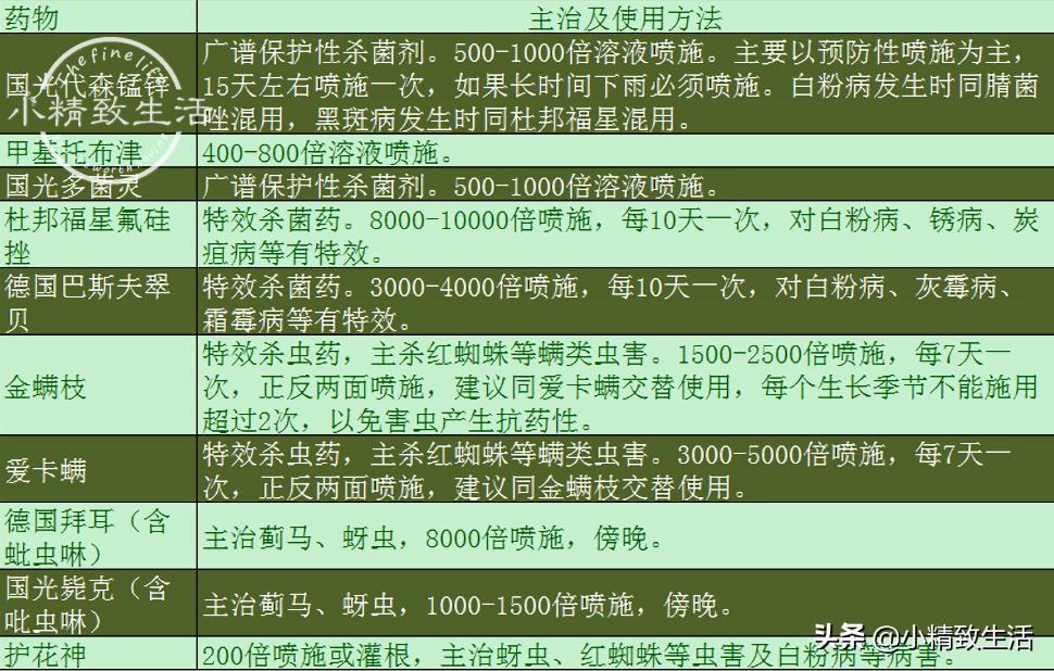 月季花是“药罐子”，常见10种病虫害，预防第一，救治第二