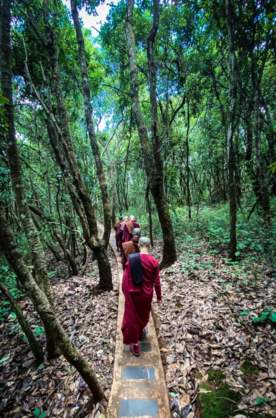 泰国西双版纳旅行,西双版纳基诺山热带雨林徒步