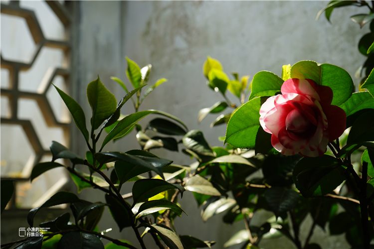 苏州景点拙政园,苏州拙政园感受