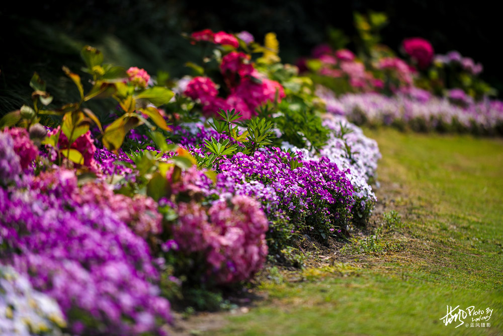 上海国际花展一览表,上海国际花展一览