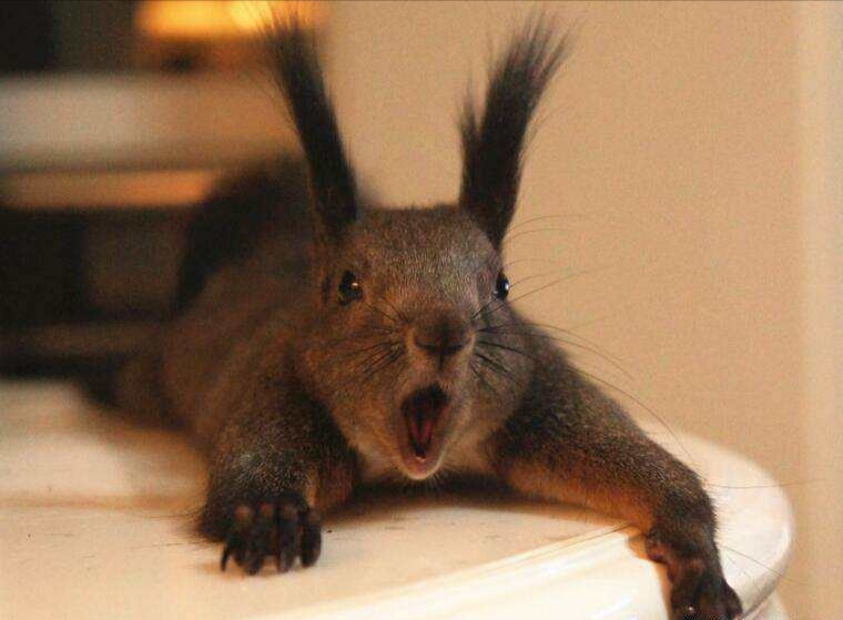 养了一只魔王松鼠的视频,养一只魔王松鼠