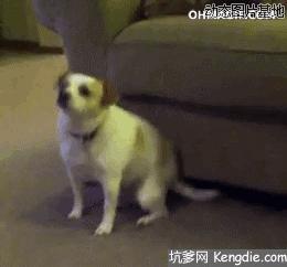 刮体毛会变好运吗,刮体毛导致体毛旺盛怎么办