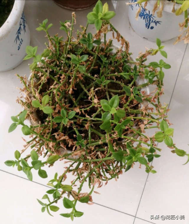 牡丹吊兰为什么不建议养,牡丹吊兰根太老影响开花吗