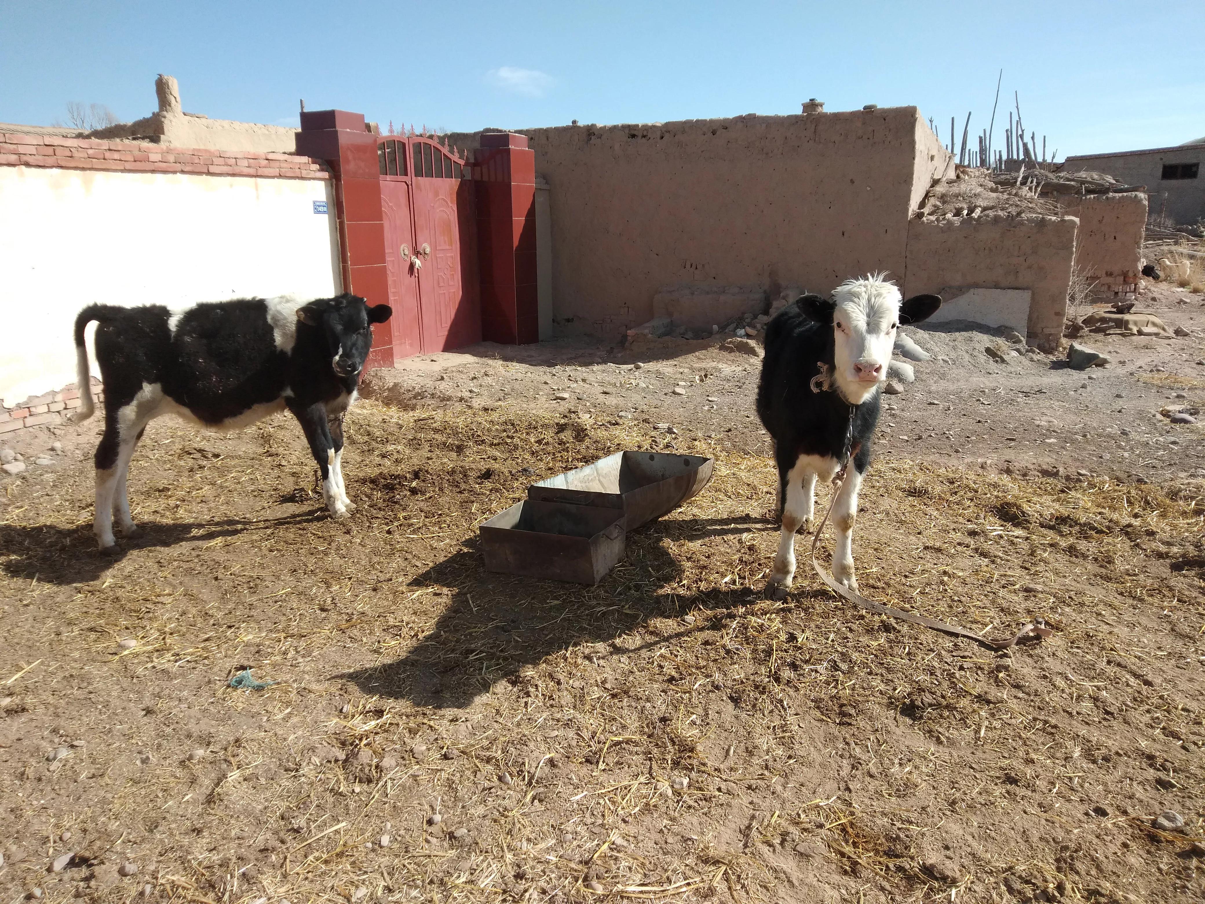 养牛10头母牛一年利润多少,养牛的利润一年有多少