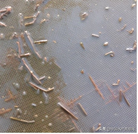 中草药制剂HCV弧菌病能防治、修复肝胰腺，广东省农业力推技术