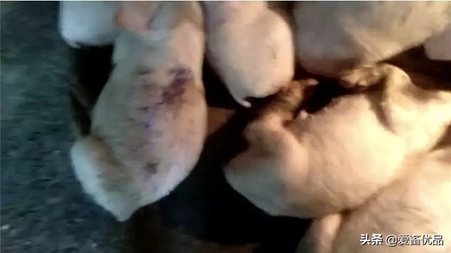 仔猪传染性腹泻怎么治效果好,仔猪传染性肠胃炎该怎么治