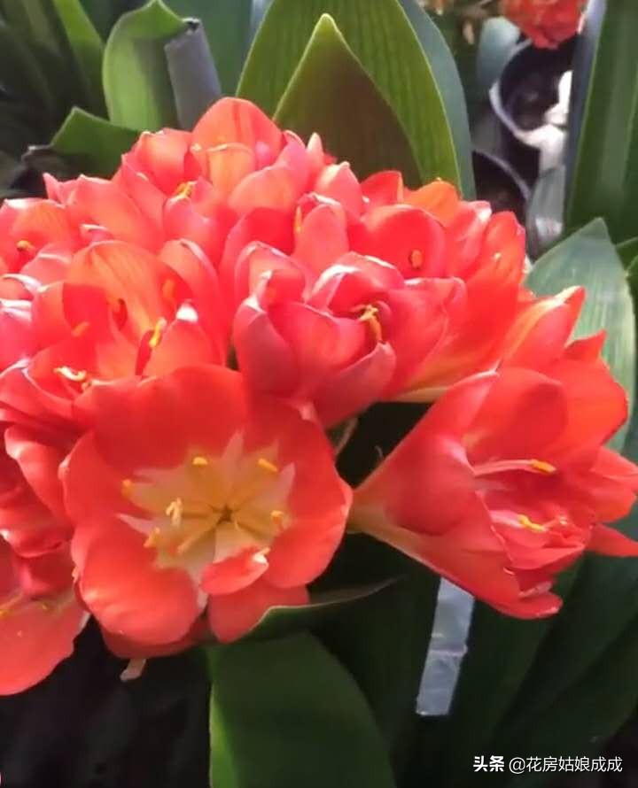 君子兰长花苞还没出来怎么办,君子兰有花苞了不开花怎么办