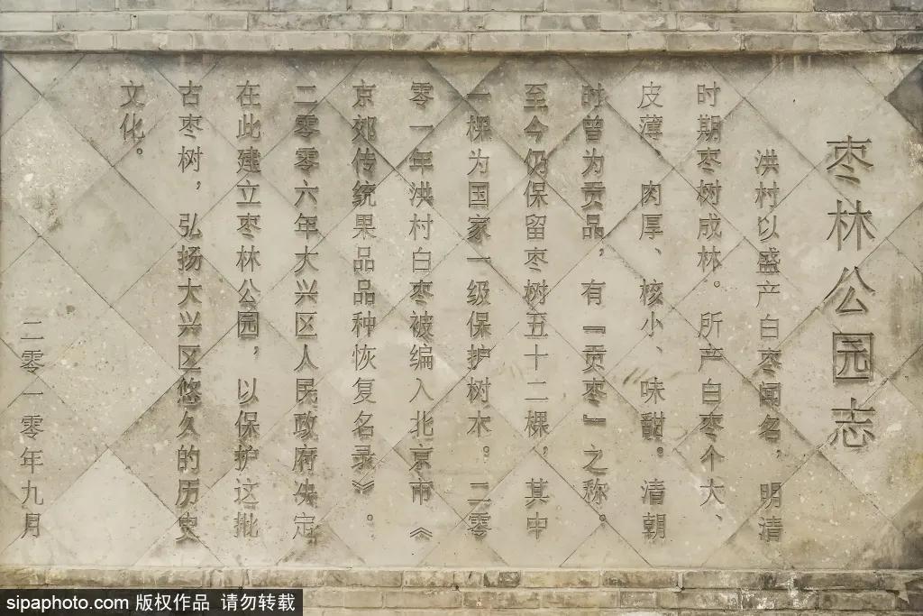 紫色花海免费版,紫色花海免费