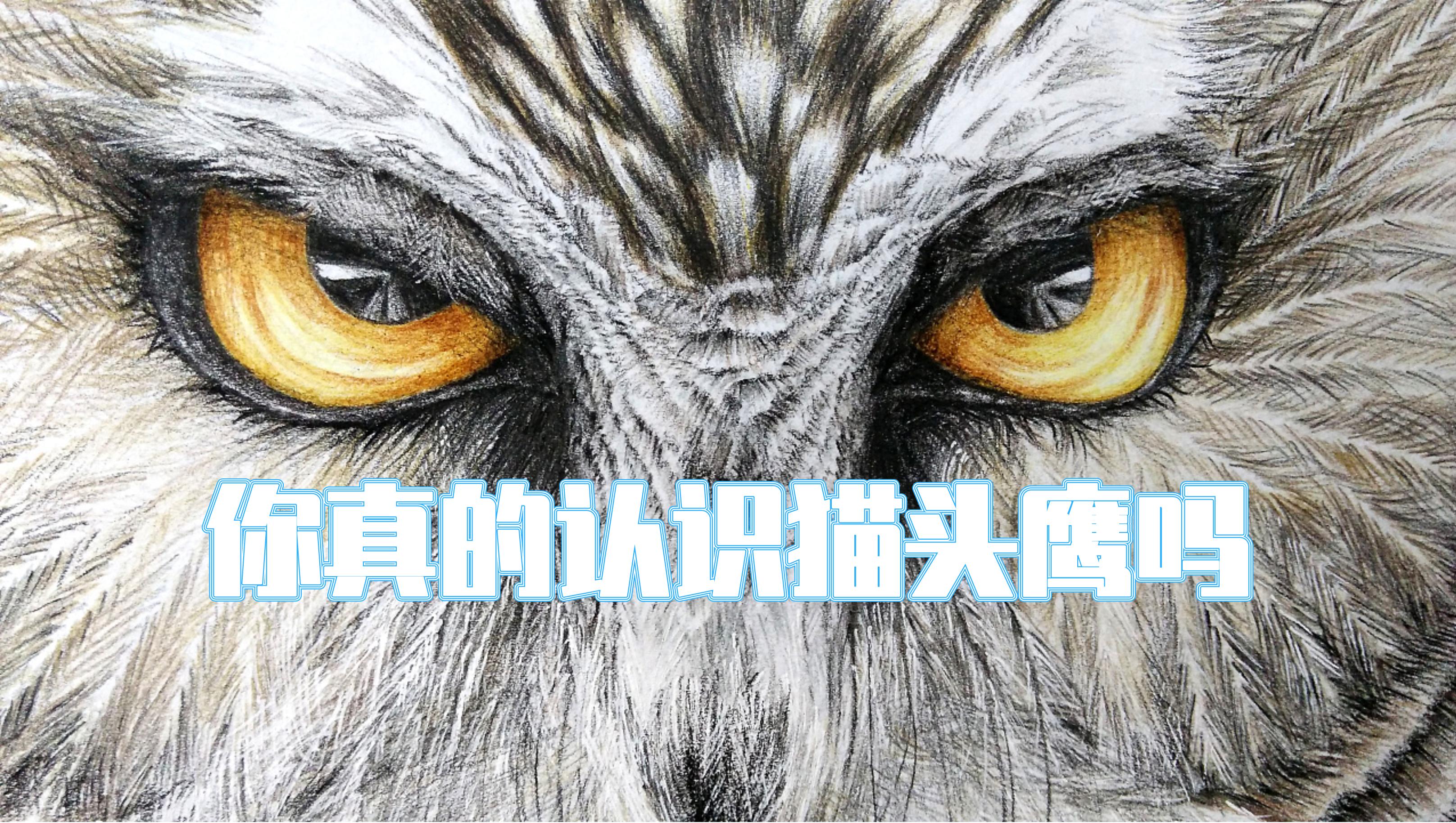 猫头鹰｜散发神秘与诡异，伟大的猎手，结果因为太萌了成了宠物