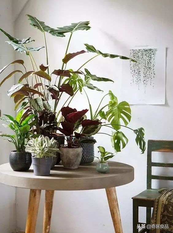 怎样弄一个简单的花园,如何在家打造一个花园