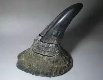 没有买卖就没有杀害这句话对吗,没有买卖就没有杀害翻译英文