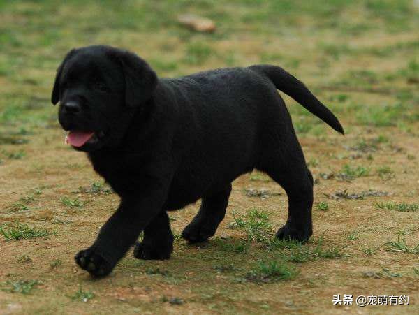 买拉布拉多犬注意事项和细节,拉布拉多幼犬的好坏由谁来决定