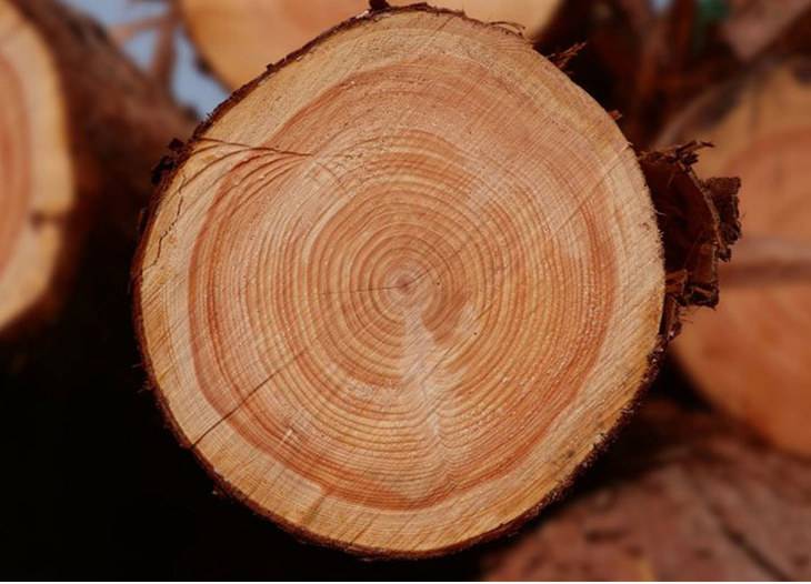 菜板实木家用不发霉不开裂,新菜板怎么处理不发霉不开裂