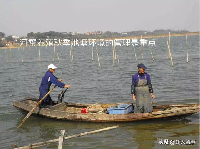 青蟹脱壳就死什么原因,河蟹无壳伤亡原因与处理