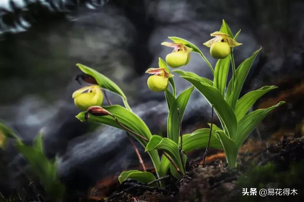 国家二级黄花杓兰,黄花杓兰与西藏杓兰