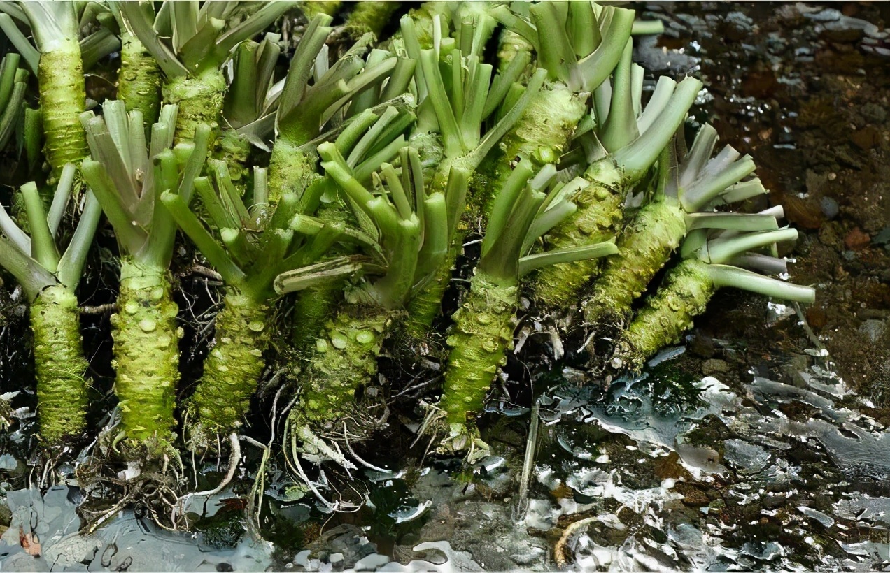 野菜在城里卖,市面上都是有哪些野菜可以卖