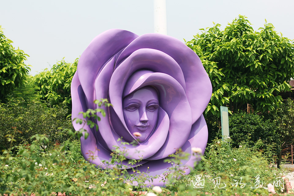 百万葵园有多坑,百万葵园免门票