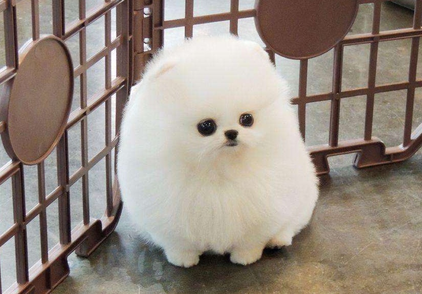 茶杯犬背后的心酸,爱它还是在害它?