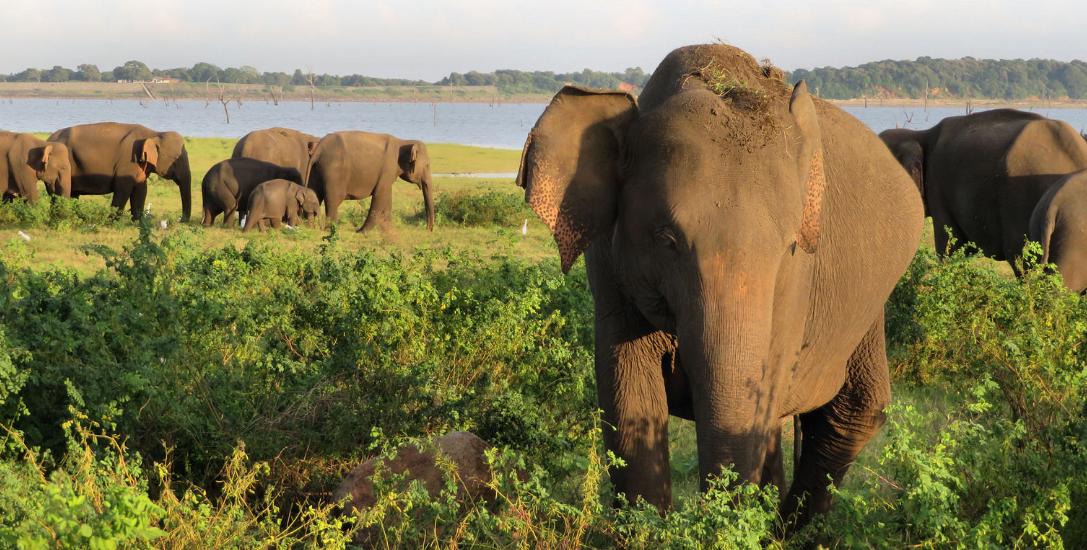 除了雪什么都有的宝石岛，仗义把港口借中国99年，支付宝通用！