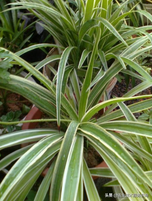 耐阴吊兰有几种品种,金鱼吊兰品种有几种