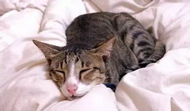 猫咪生病可以服用人吃的抗生素吗,猫咪生病是先吃益生菌还是葡萄糖