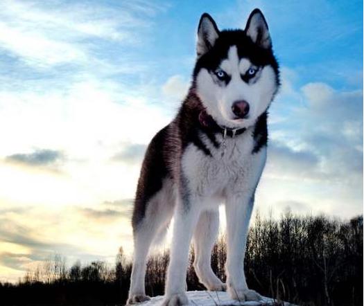 哈士奇掉毛严重吃什么维生素,哈士奇尾尖掉毛