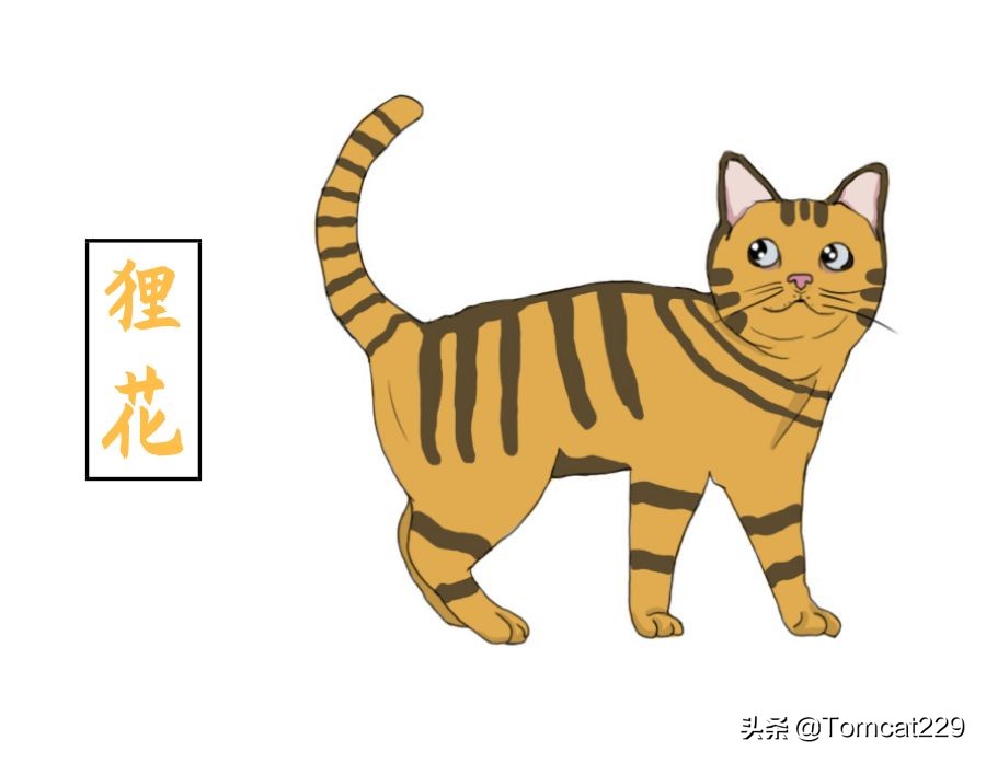 古代是如何给猫咪取名字的,古人给猫取名字