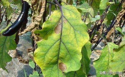 茄子烂果是什么原因,茄子烂棵子怎么防治