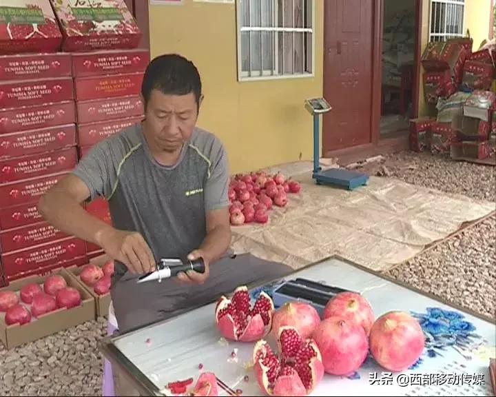 易门软籽石榴,易门突尼斯软籽石榴