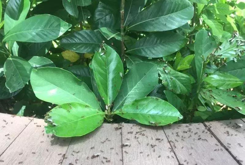 广西红火蚁咬伤事件,红火蚁入侵防城港市