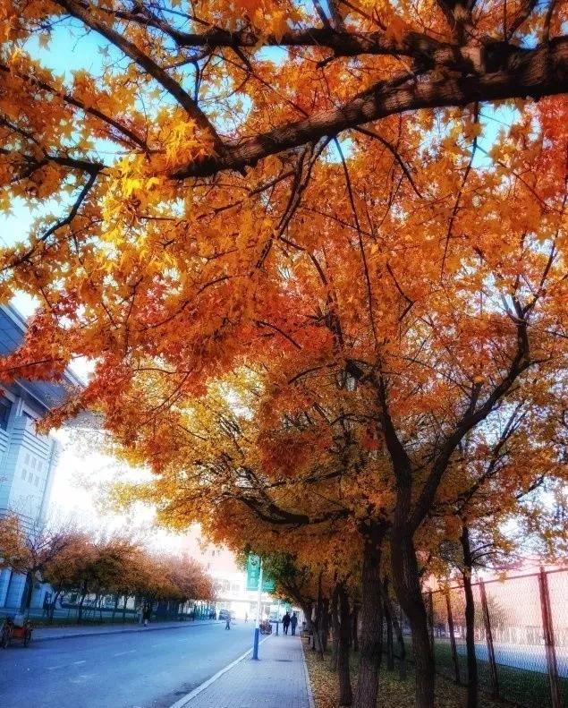 沈阳医学院在辽宁排名,沈阳医学院全面介绍