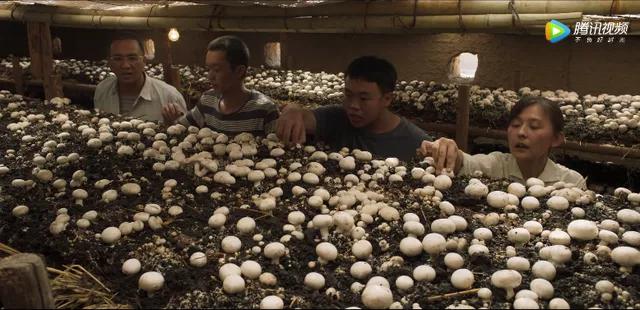 适合懒人家庭种菜100种,家里种菜这3种就够了