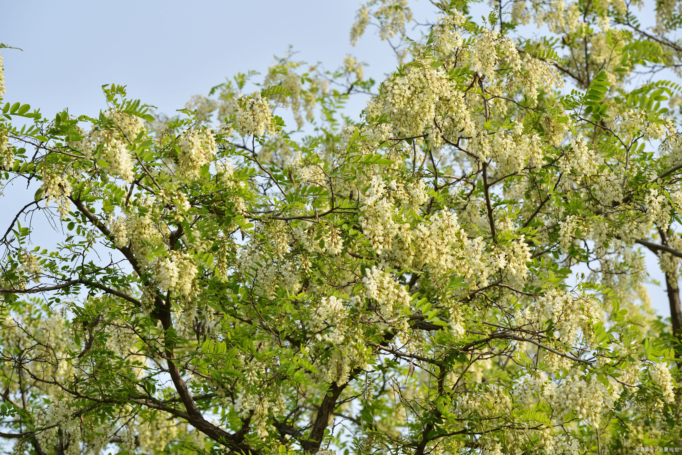 遥远的乡愁原文,遥远的乡愁1976