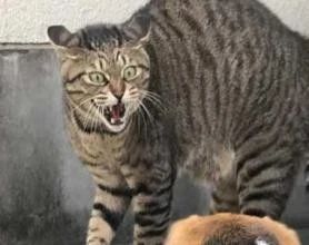 猫咪打架的原因和处理,猫咪之间打架了受伤了怎么办