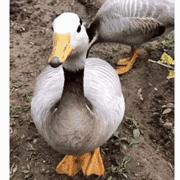 人紧张就想上厕所是什么原因,一考试就紧张想上厕所