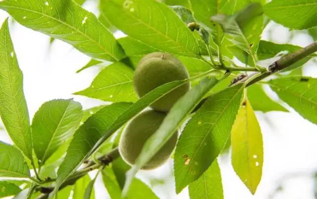 云南特产山货血三七,云南独有的44种野菜