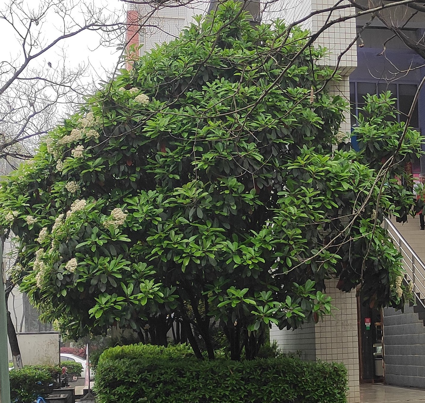 石楠树臭为什么还要种,石楠树有什么优点