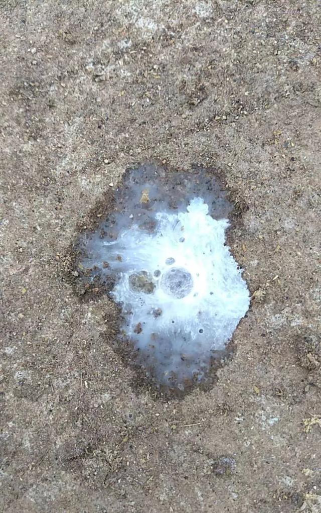 鸭鹅感冒拉白痢用什么药治,鸭鹅拉白痢用什么药