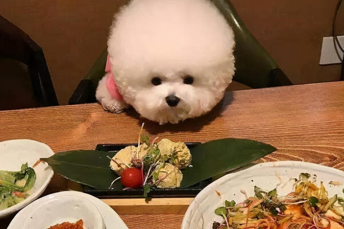 养了狗狗之后不喜欢交朋友,养了比熊不想养其他狗