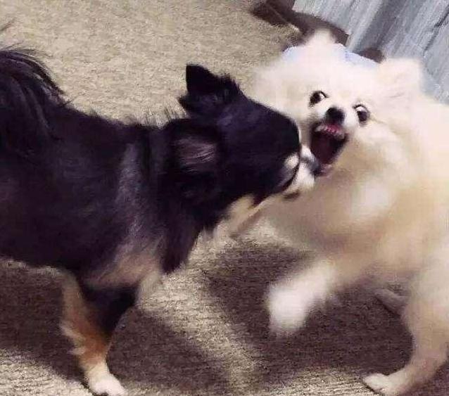 博美犬为什么不建议养母狗,养博美犬前要注意什么细节