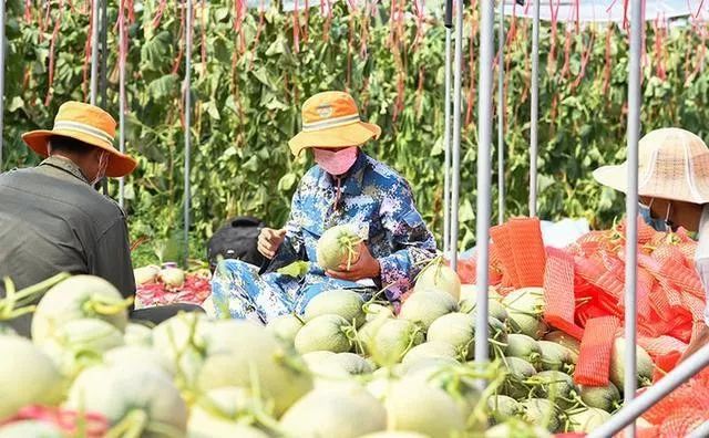 农产品蔬菜水果滞销视频,中国水果蔬菜滞销解决方案