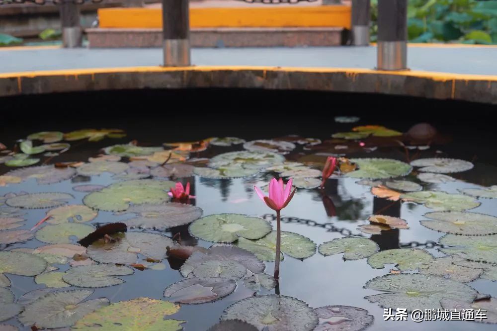 深圳小众主题公园免费,深圳所有景区