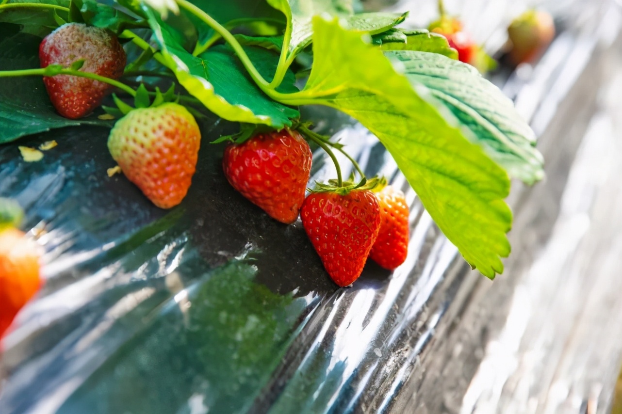 厦门五一适合带孩子去哪旅游,带孩子去哪里旅游最好玩厦门周边