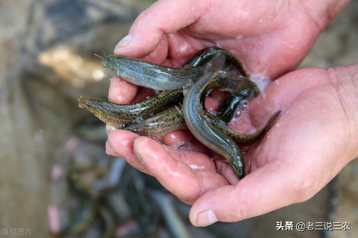 河北一小伙，租弃坑干起了这一行，带领20户农民致富，收入翻倍
