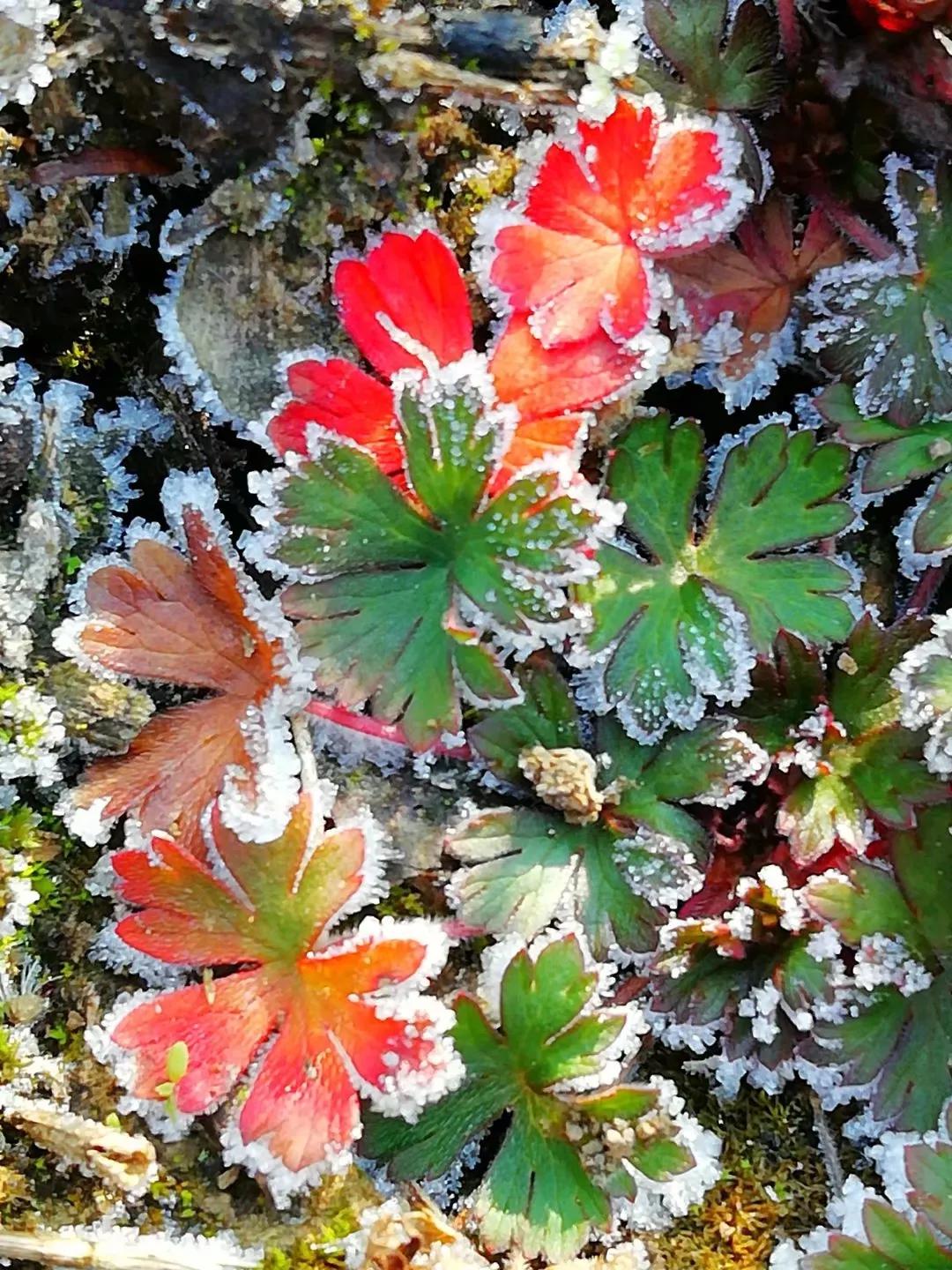 草木人间的丁香花,草木人间夏天