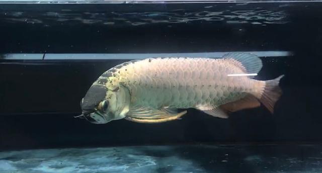 立达五彩金龙值多少钱,立达七彩过背金龙