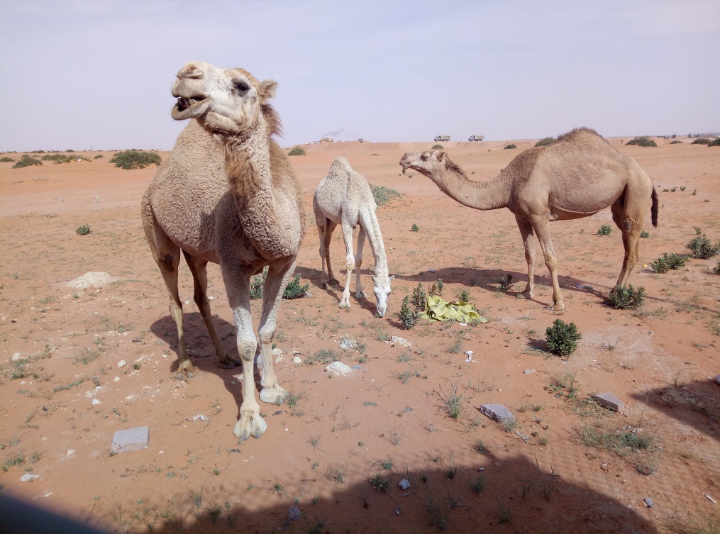 一个沙特打工仔的自述,完全不同的中东风情